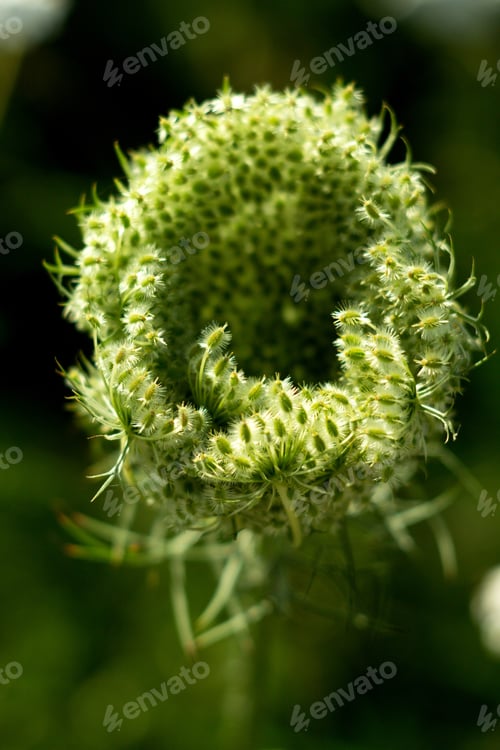 Preview: Carduus Crispus Is A Summer Field Flower, Abundant In The Summer Meadow.