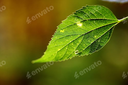 Preview: Color Close Up Shot Of A Green Leaf