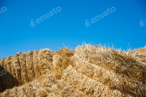 Preview: The Hay Storage Shed Full Of Bales Hay On Farm