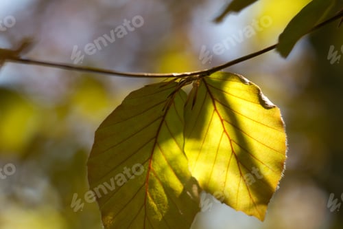 Preview: Beech Tree, Spring Beech Leaf And Twig, Spring Scene, Reflections And Rays Of The Sun In The Beech