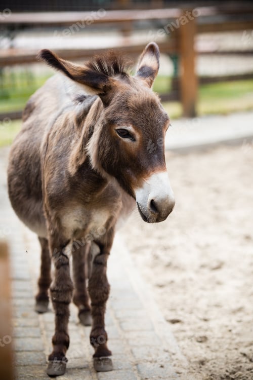 Preview: Mother And Baby Donkeys On The Floral Meadow