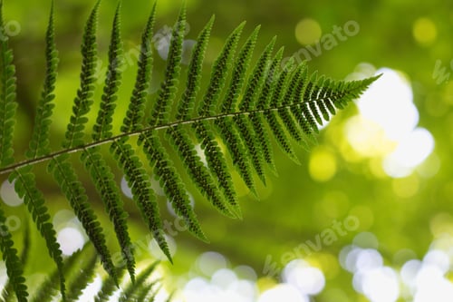 Preview: Ferns (Polypodiophyta) Are A Detachment Of Sprue Vascular Plants, Or Pteridophyta, Whose