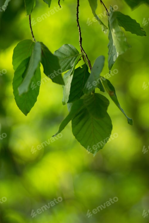 Preview: Green Fresh Beech Leaves On A Green Background.