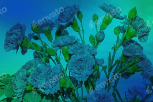 Preview: Arrangement Of Beautiful Pink Divine Flowers Blooming In Spring, Arranged In Vase. Orange Blossoms