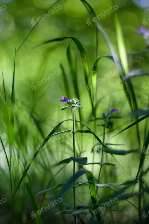 Preview: Green Grass Abstract Background