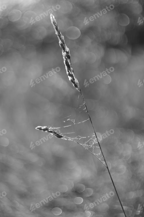 Preview: Autumn Colors Of Dry Grass And Sunshine In The Background.