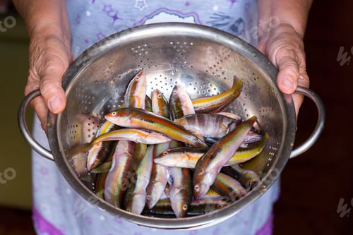 Preview: Preparing To Cook The Raw Fresh Mediterranean Rainbow Wrasse Fishes In Puglia, South Of Italy