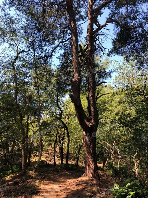 Preview: Trail Through The Forest Around Beerze, Overijssel The Netherlands