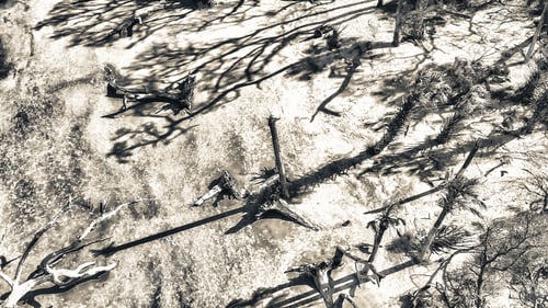 Preview: Aerial View Of Driftwood Beach In Jekyll Island, Georgia.