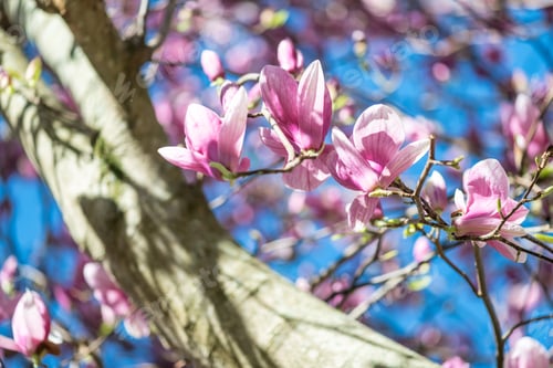Preview: Magnolia Flowers On Clear Blue Sky In Springtime.
