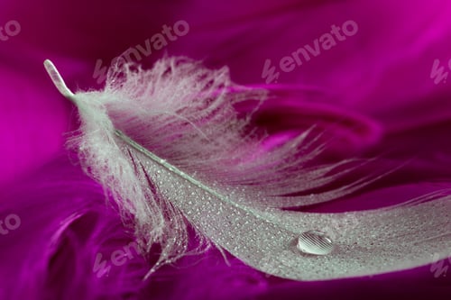 Preview: White Feathers And Water Drop On Purple Background