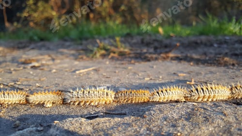 Preview: Group Of Caterpillars On The Ground