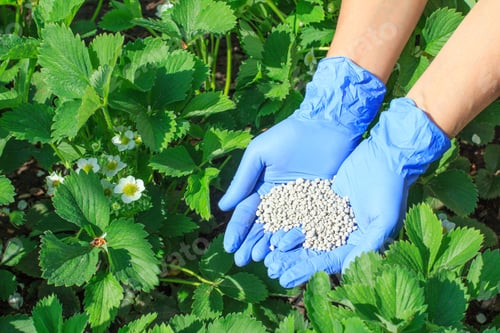 Preview: Farmer Hands In Rubber Gloves Giving Chemical Fertilizer To Young Bushes Of Strawberries During