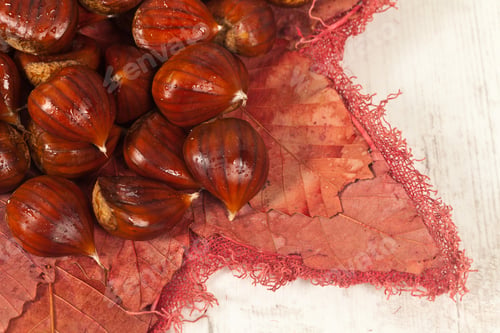 Preview: Fresh Chestnut Fruit Typical In Autumn Season
