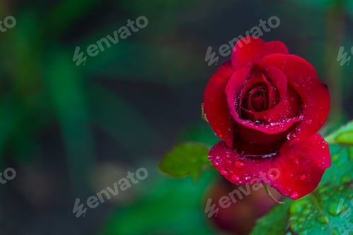 Preview: Roses After Rain In The Garden. Selective Focus. Blurred Background. Copyspace For Text