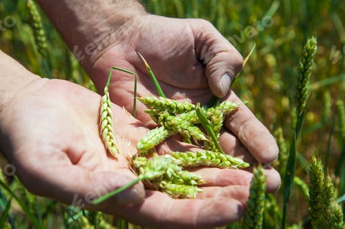 Preview: Farmer Is Examining Wheat Crop Development In Cultivated Field. Close Up Image Of Farm Worker'S