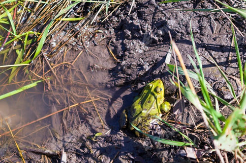 Preview: Frog In The Swamp