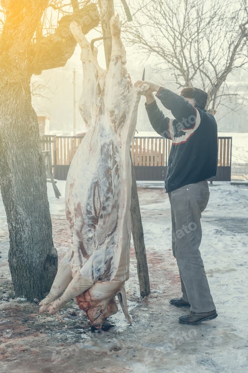 Preview: Slaughtered Pig Hanging On Hooks, Home Butchering. Vintage Style.