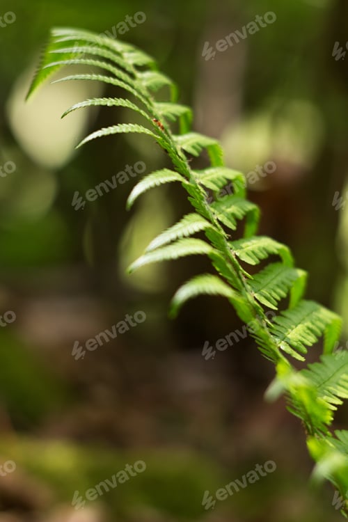 Preview: Antarctic Diksonia (Dicksonia Antarctica) Is A Tree-Like Fern From The Diksoni Family, Originally