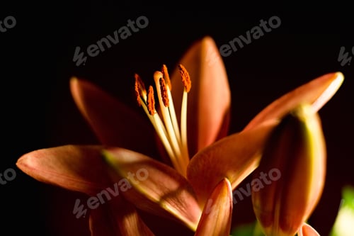 Preview: Orange Lily