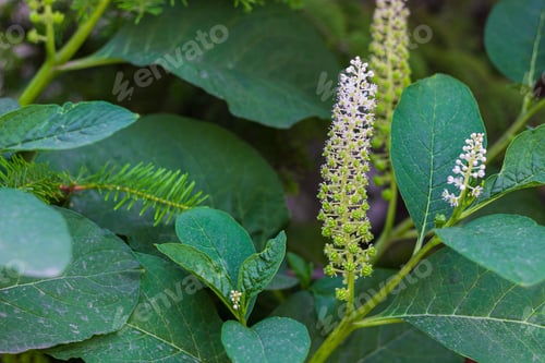 Preview: Decorative Plants On An Urban Flowerbed. Background