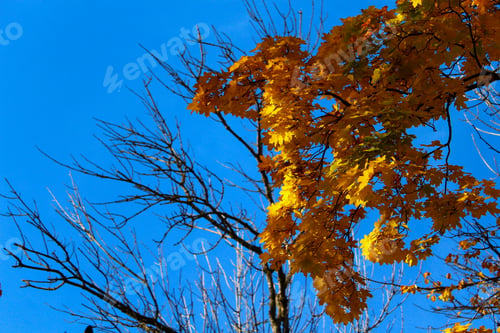 Preview: Yellow Trees In The Period Of Golden Autumn. Background