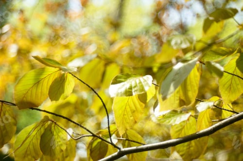 Preview: Beech Tree, Beech Spring Twig With Fresh Leaves, Game Of Reflections And Lights, Spring Natural