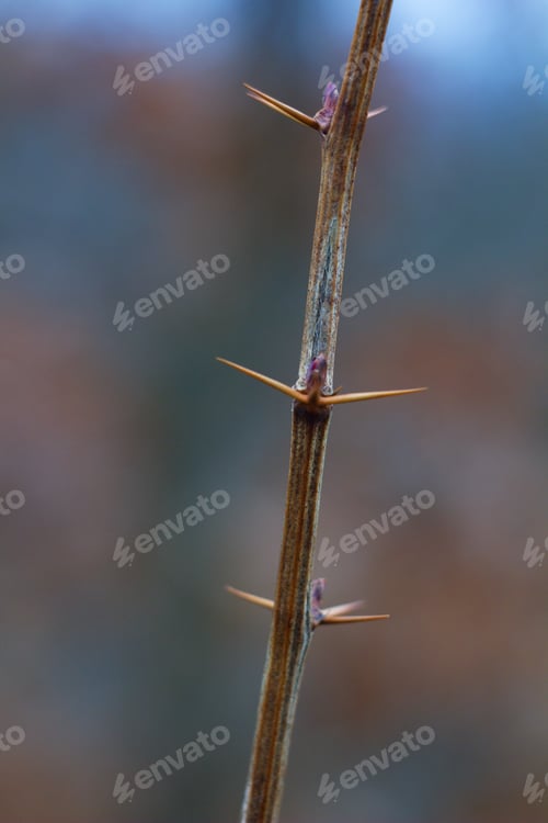 Preview: Frozen Flowers And Plants In Spring, In Beautiful Spring Light And Background Colors.