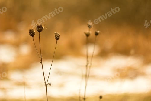 Preview: Dry Summer Flowers On A Meadow In Winter