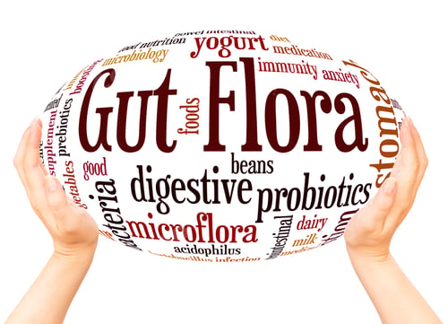 Preview: Gut Flora Word Cloud Hand Sphere Concept On White Background.