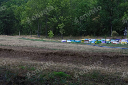 Preview: Apiary In The Distance. Bee Houses. Beehive With Copyspace.