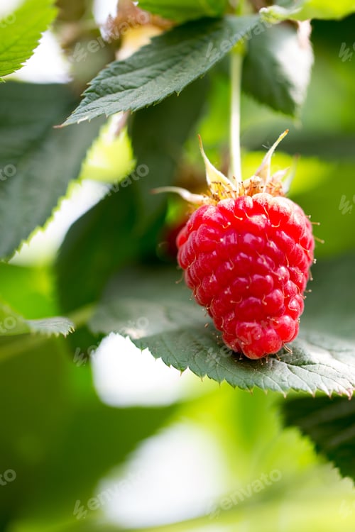 Preview: Eco Raspberry Ripe Close Up In The Garden.
