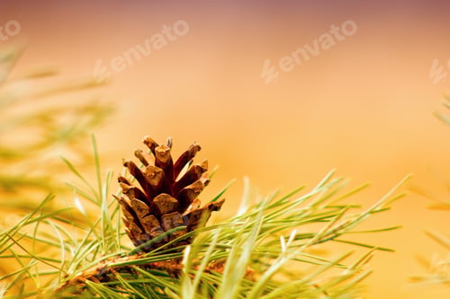 Preview: Cone Pine Forest