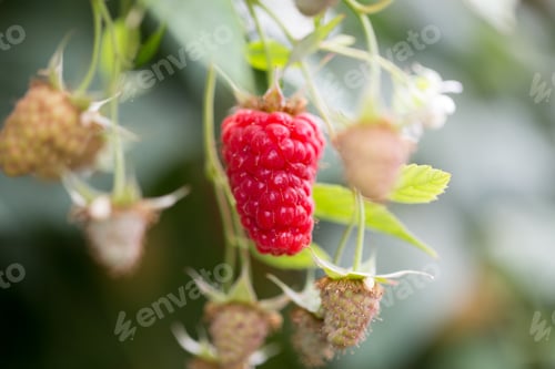 Preview: Eco Raspberry Ripe Close Up In The Garden.