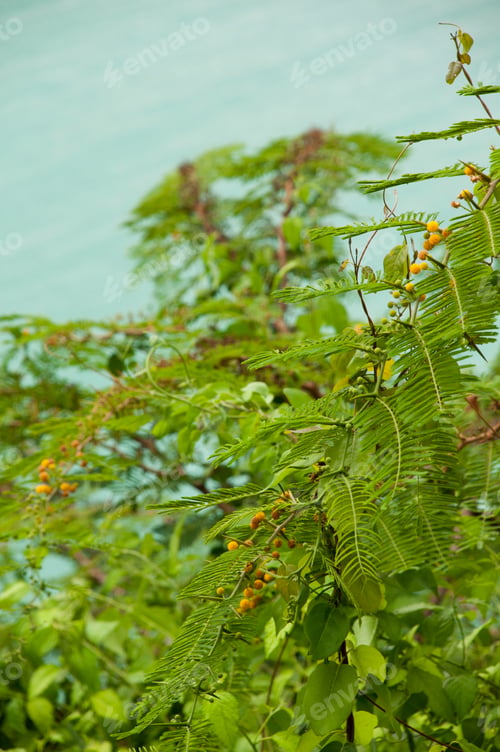 Preview: Mimosa (Acacia Dealbata), Evergreen Shrub At A Lagoon (Antigua, Caribbean)