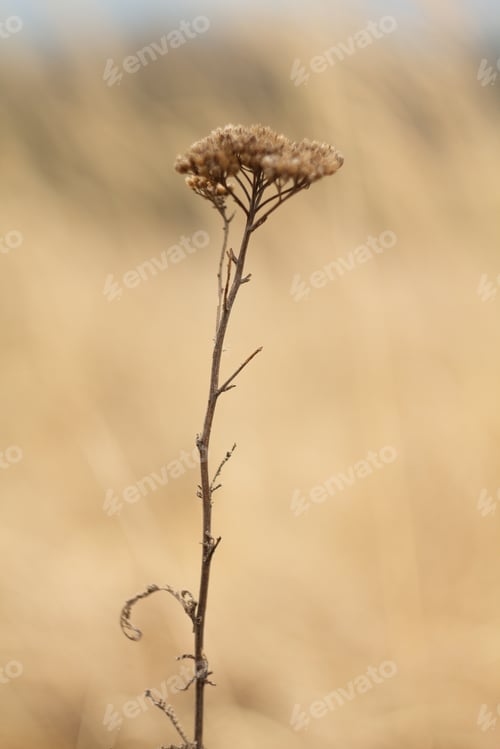 Preview: An Old Dry Flower, Dried Thistle In Spring After Winter.