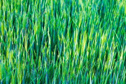 Preview: Green Young Rye Background
