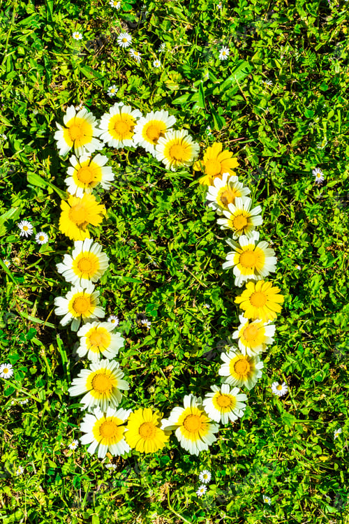 Preview: Alphabet Texture, Letter D Made Of Daisy Flowers Petals, Floral Font In Green Fresh Grass.