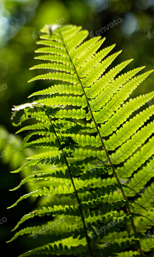 Preview: Green Background, Natural Pattern, Fern On Background.
