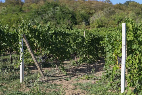Preview: Moldovan Vineyards With Wine Varieties. Selective Focus Background
