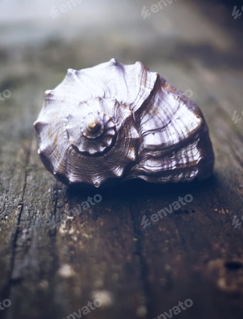 Preview: Decorative Sea Shell On Wooden Table