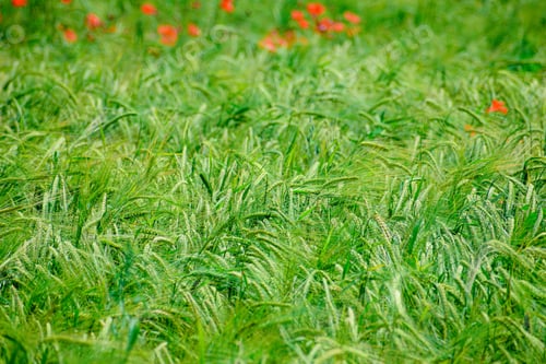 Preview: Green Wheat Growing On The Field In Early Summer