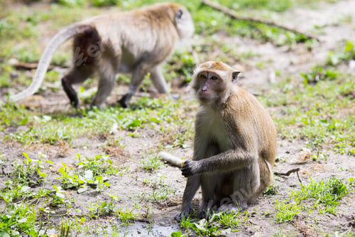 Preview: Monkey Family At The Water.