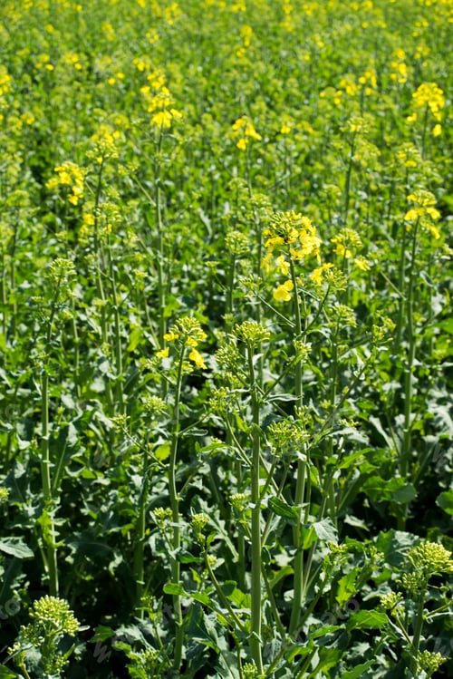 Preview: Rapeseed (Brassica Napus) Is A Crop Grown For Oilseeds, Used Mainly To Produce Oil.