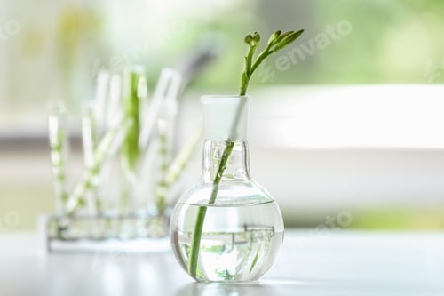 Preview: Flask With Plant On Table In Laboratory