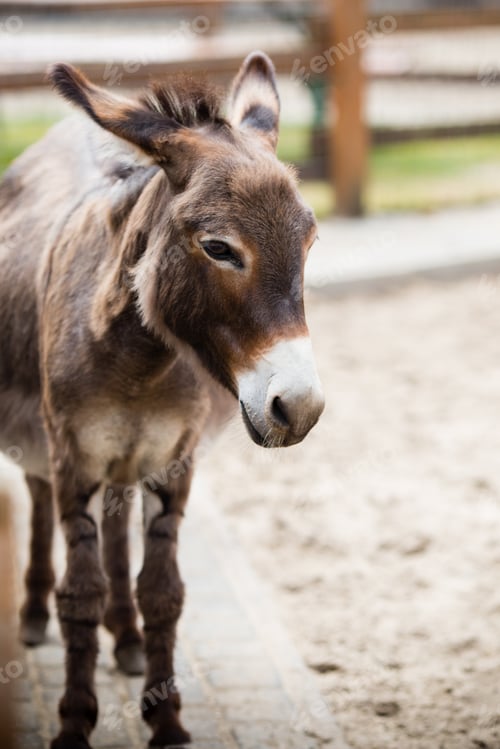 Preview: Mother And Baby Donkeys On The Floral Meadow