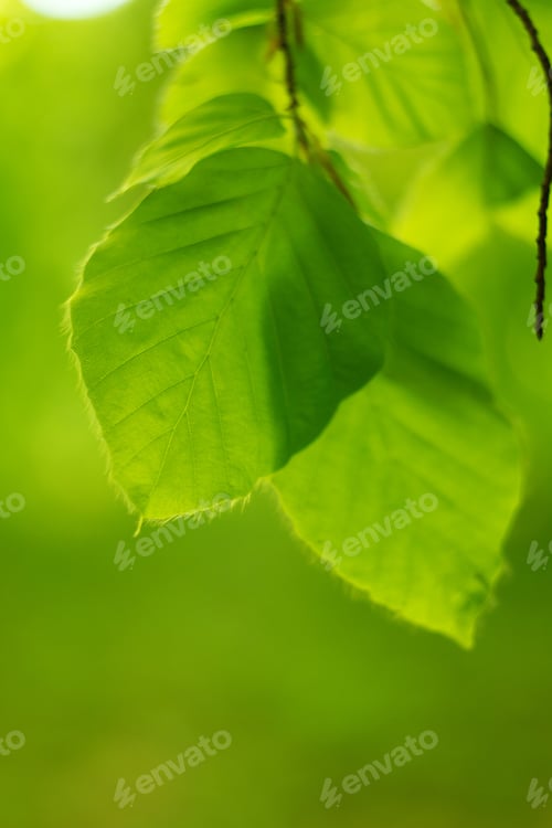 Preview: Beech Leaf Twig, Green Spring And Summer Background, Summer Park, Oak Branch.