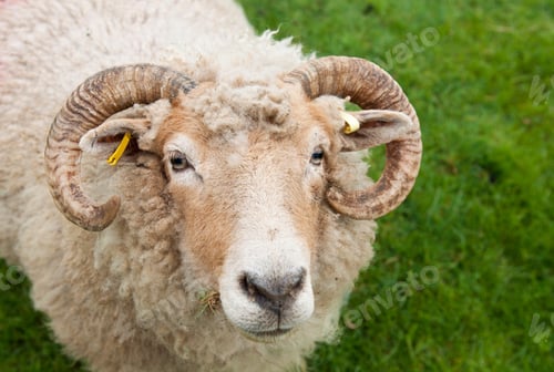 Preview: Gorgeous Sheep With Horns, Looking Up Portrait Against A Green Grass Background