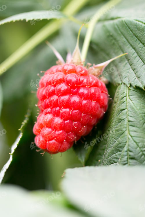 Preview: Eco Raspberry Ripe Close Up In The Garden.