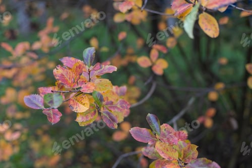 Preview: Leaves On A Tree During Golden Autumn. Abstract Background. Selective Focus